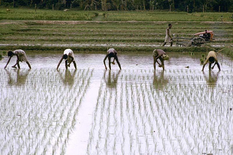 Rizières au Bangladesh.