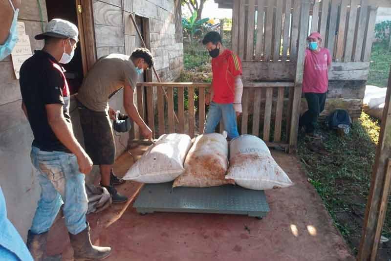 Productores de café en Nicaragua realizando trabajos de cosecha