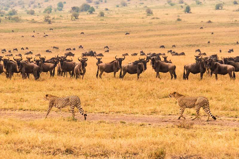 Des guépards passent devant un troupeau de gnous dans la Réserve nationale de Maasai Mara au Kenya.