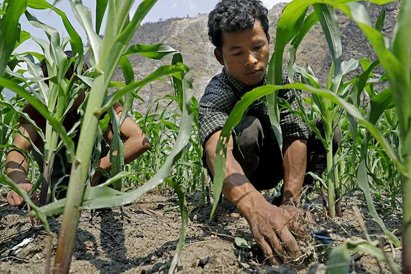 Smallholder farmer
