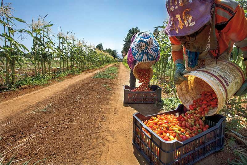 Smallholder Farmers in Asia