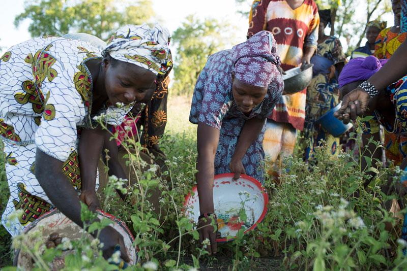 En plus du financement, IFC offrira une formation aux membres des coopératives dirigées par des femmes qui travaillent avec Mali Shi.