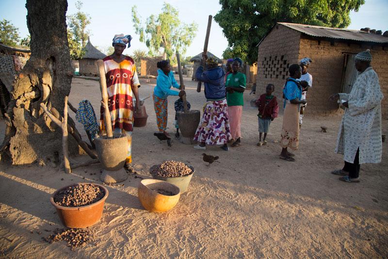 Le Mali est le deuxième producteur mondial de noix de karité, représentant 20 pour cent de l'approvisionnement mondial.