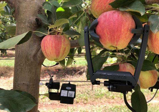 Phytech plant stem sensors for optimal water use