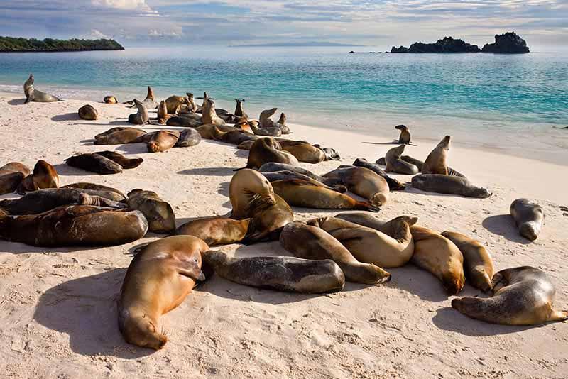 Une colonie d'otaries à Gardner Bay sur Espanola dans les îles Galápagos.