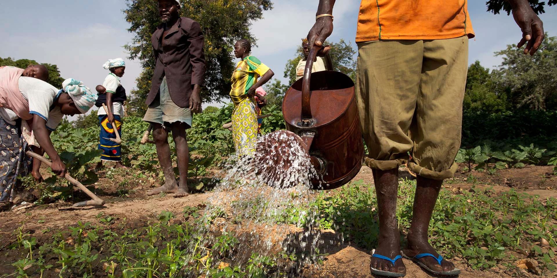 Watering a field of vegetablesMembers of the Cooperative Agriculture Maraicher for Boulbi, nurture their fields of vegetables, as they water and hoe the fields on November 8, 2013 in Kieryaghin village, Burkina Faso. Photo Â© Dominic Chavez/World Bank Photo ID: World_Bank_Burkina_Faso_EDIT_013